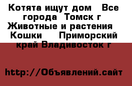 Котята ищут дом - Все города, Томск г. Животные и растения » Кошки   . Приморский край,Владивосток г.